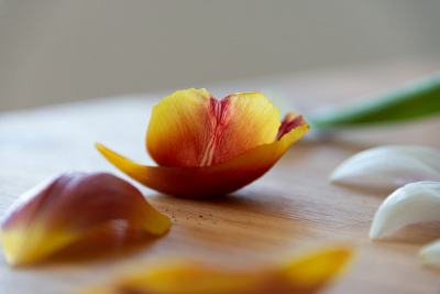 Tulip-1