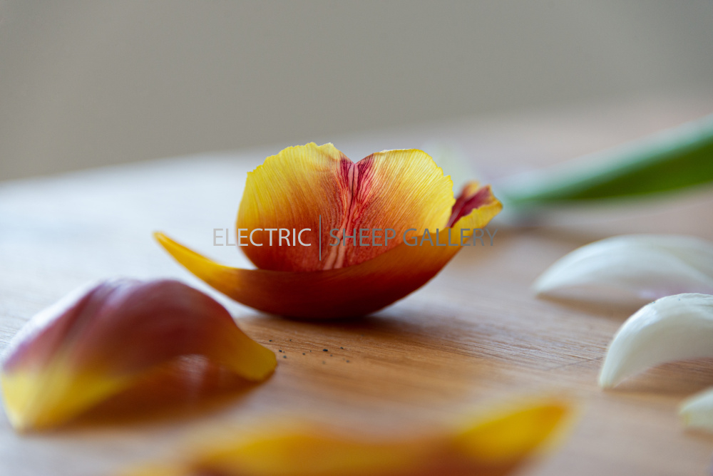 Tulip-1